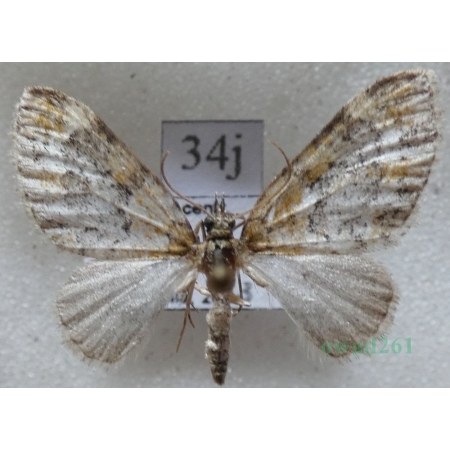 Acasis viretata (Hübner, 1799) Płatynka zielonka Czech34j